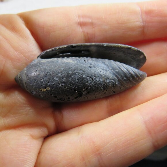 Black & White and Patterned REAL Sea Shells variety of sizes and styles - Picture 4 of 16